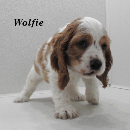 puppy, for, sale, Cocker Spaniel, Joe & Cherri  Overlease, dog, breeder, Miller, MO, dog-breeder, puppy-for-sale, forsale, nearby, find, puppyfind, locator, puppylocator, aca